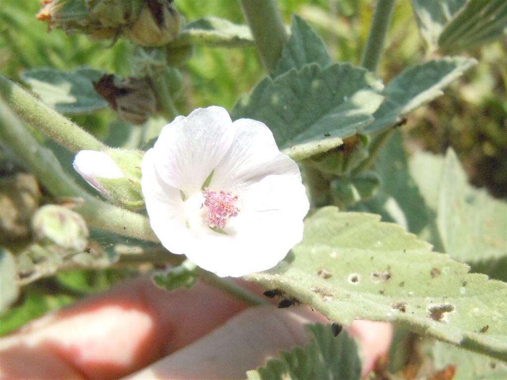 Althaea officinalis / Altea comune